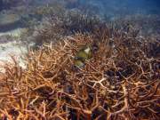 staghorn reef