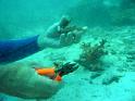 coralpropagation