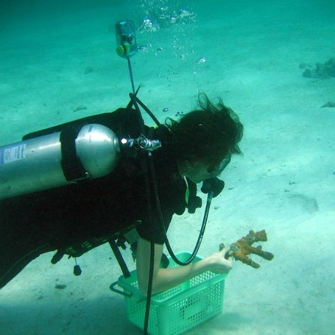 coralrescue coralrescue