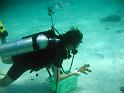 coralrescue