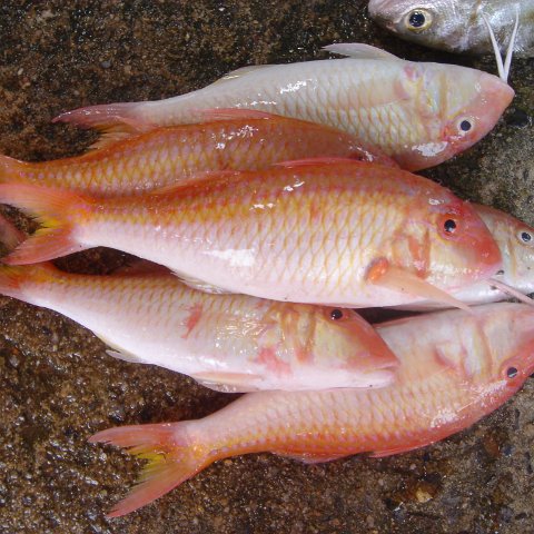 2005oct15_fishingvillage_033 2005oct15_fishingvillage_033