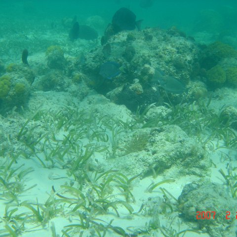 Beaches2007Feb24-34 Beaches2007Feb24-34