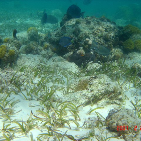 Beaches2007Feb24-34 Beaches2007Feb24-34