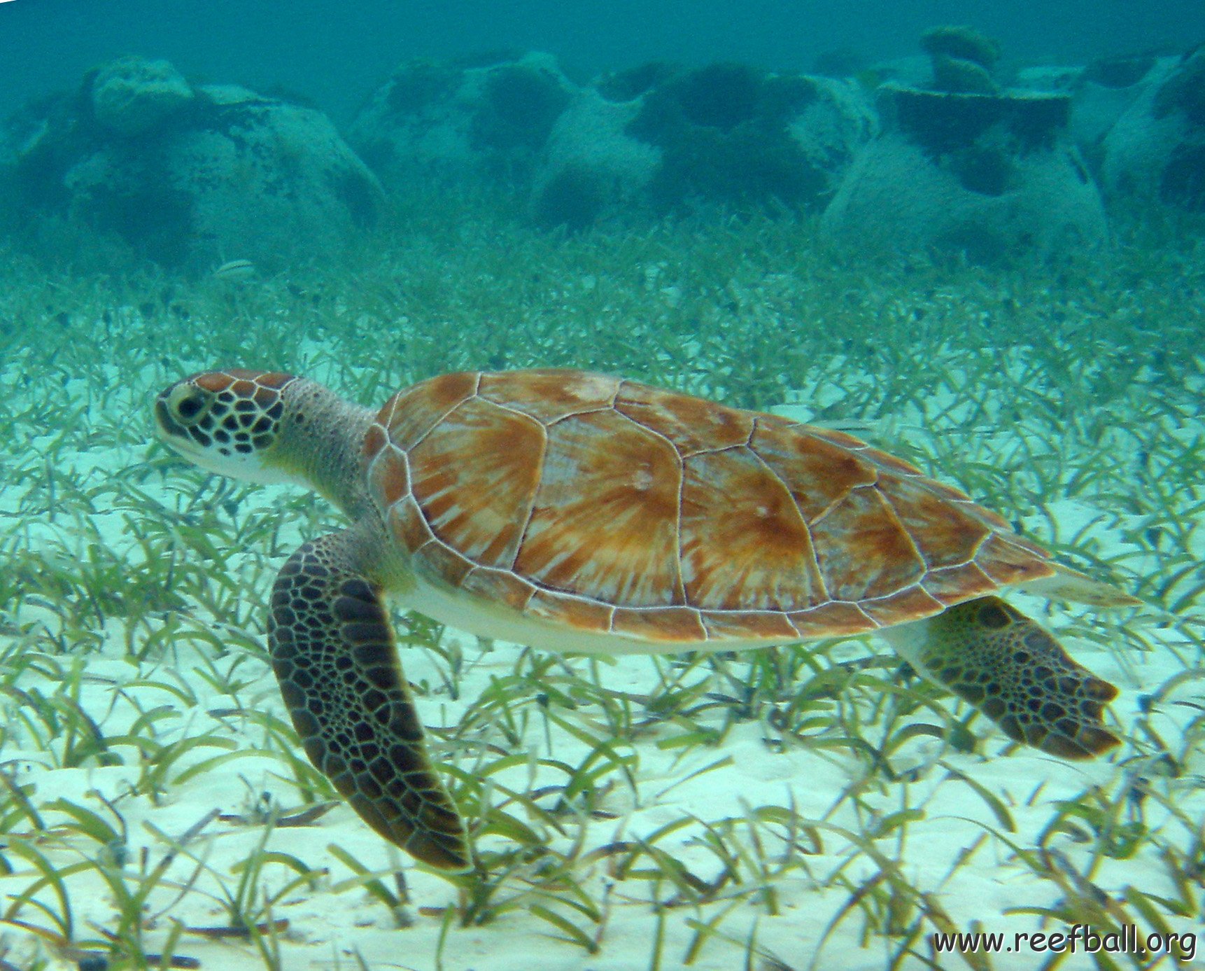 Turtle with Reef Balls