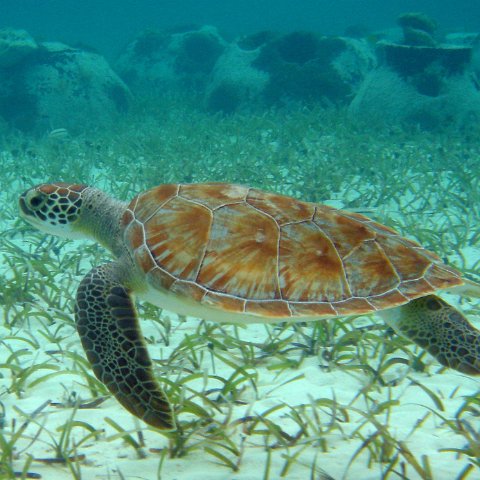 Turtle with Reef Balls