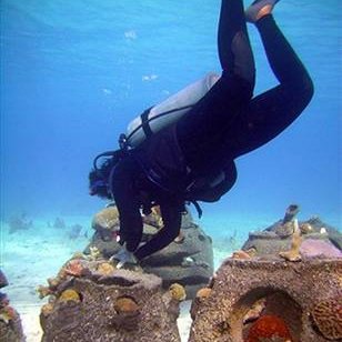 Monitoring & Corals Monitoring & Corals