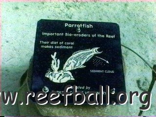 parrotfishsign