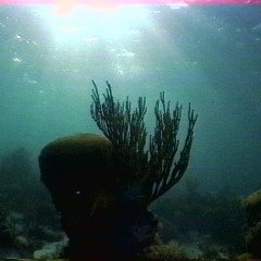 backlit_coral