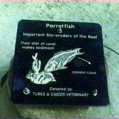 parrotfishsign