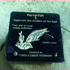 parrotfishsign.bmp