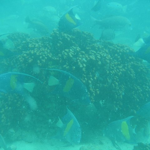 uae 095 uae 095