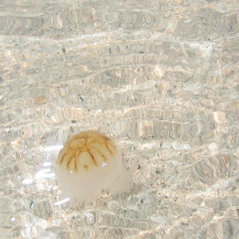 coraltable 003 coraltable 003