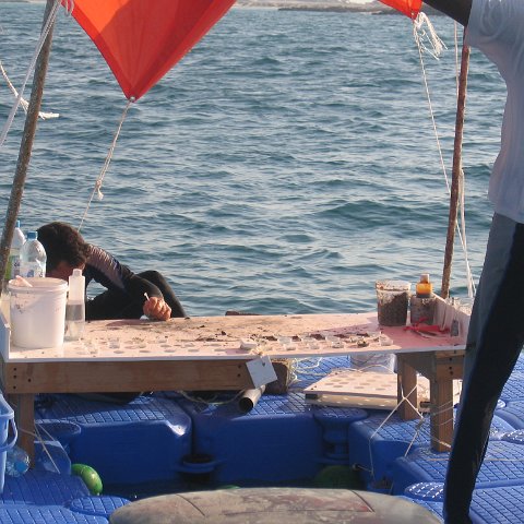 coraltable 005 coraltable 005