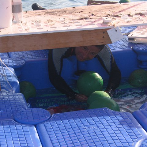 coraltable 007 coraltable 007