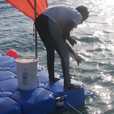coraltable 011 coraltable 011
