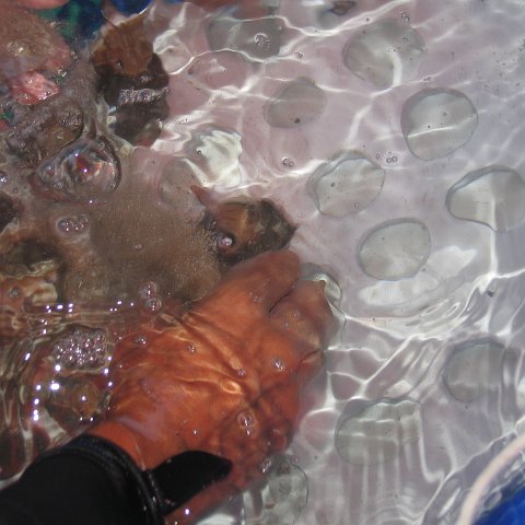 coraltable 014 coraltable 014