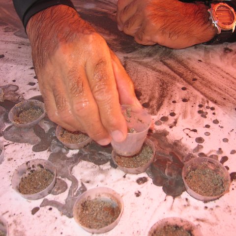 coraltable 017 coraltable 017