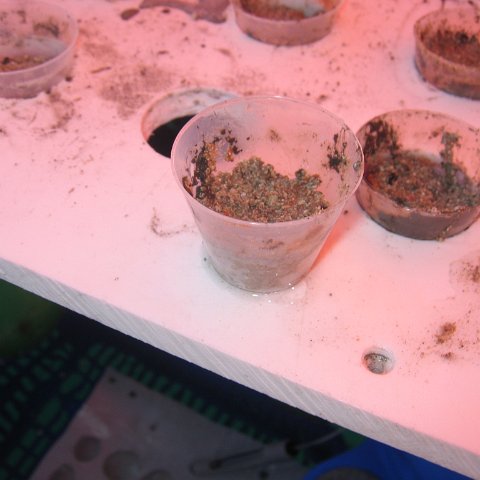 coraltable 018 coraltable 018
