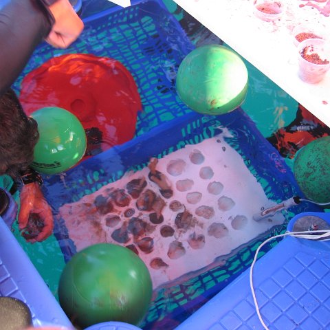 coraltable 020 coraltable 020