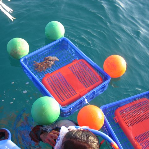 coraltable 022 coraltable 022