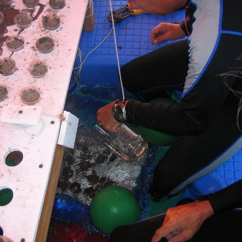 coraltable 035 coraltable 035