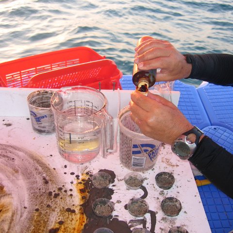 coraltable 037 coraltable 037