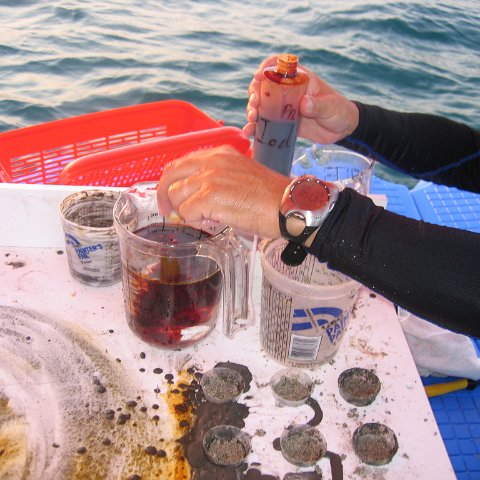 coraltable 038 coraltable 038
