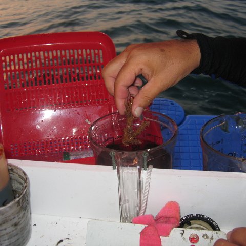 coraltable 042 coraltable 042