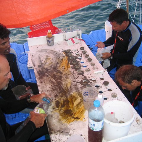coraltable 050 coraltable 050
