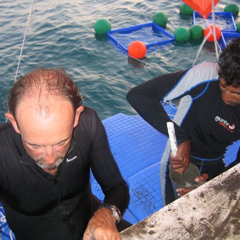 coraltable 051 coraltable 051