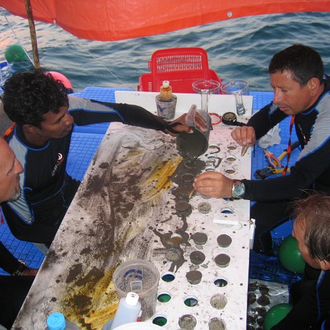 coraltable 056 coraltable 056