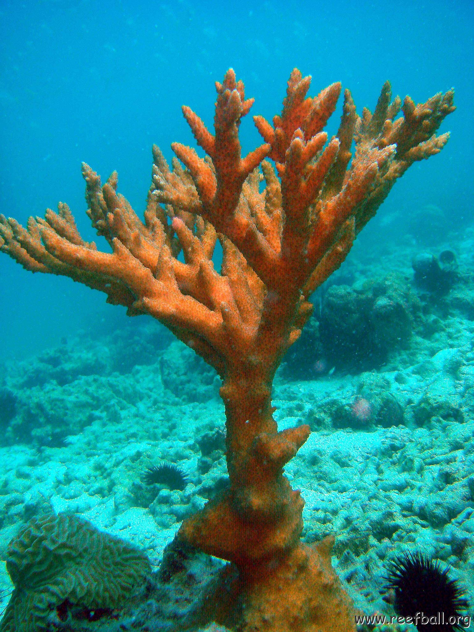 Acropora Arabensis