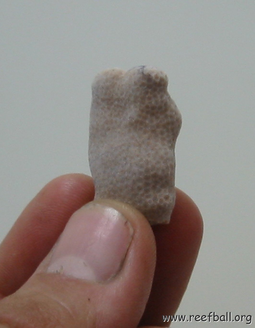 uae - coral tip from nw side