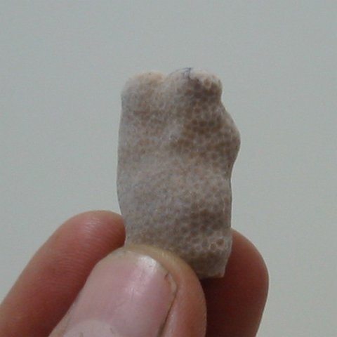 uae - coral tip from nw side