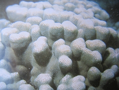 coralspecies