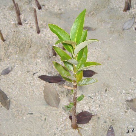 Black Mangrove Planting Project