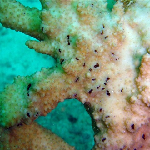 Monitoring Photos (Reefs & Corals)