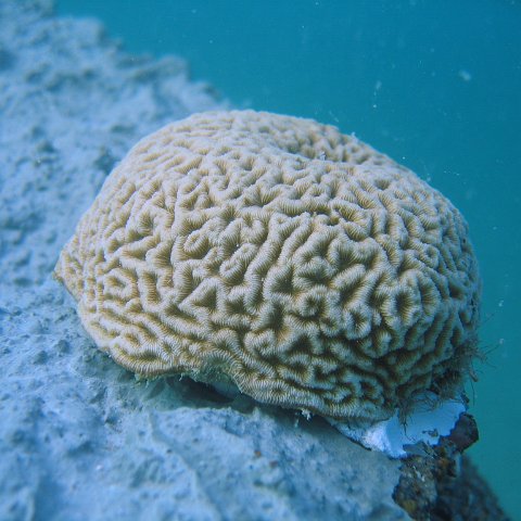 Coral Planting & Plug Monitoring