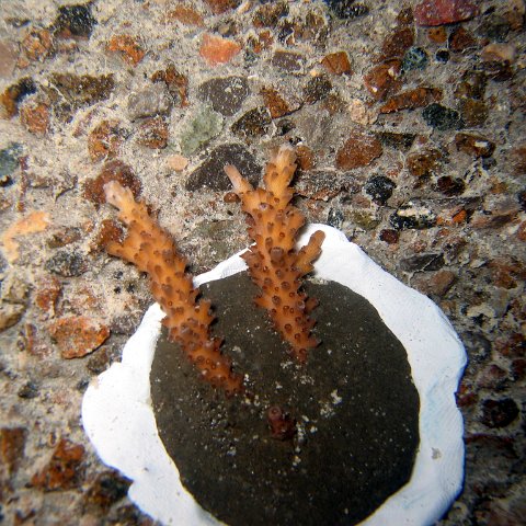 nightunderwater 009 nightunderwater 009