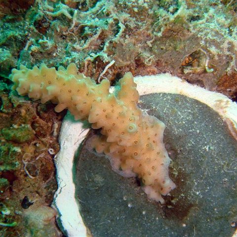 11daymonitoringacropora 11daymonitoringacropora