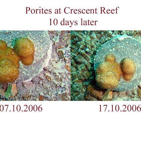Compear Porites at Crescent Reef