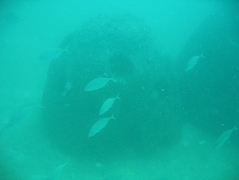 hammorreef