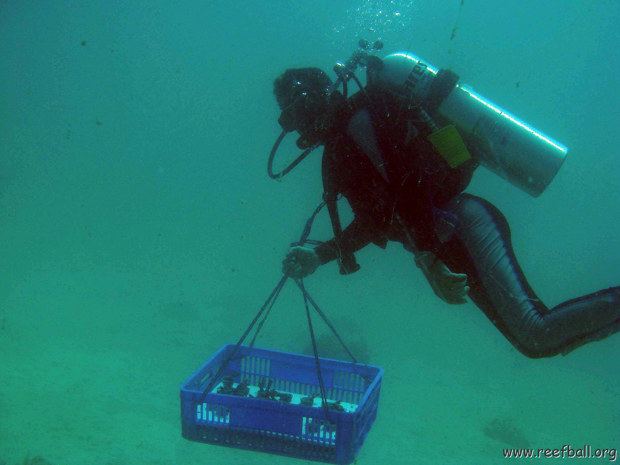 Diver is bringing the Corals to the Reffballs for plantation