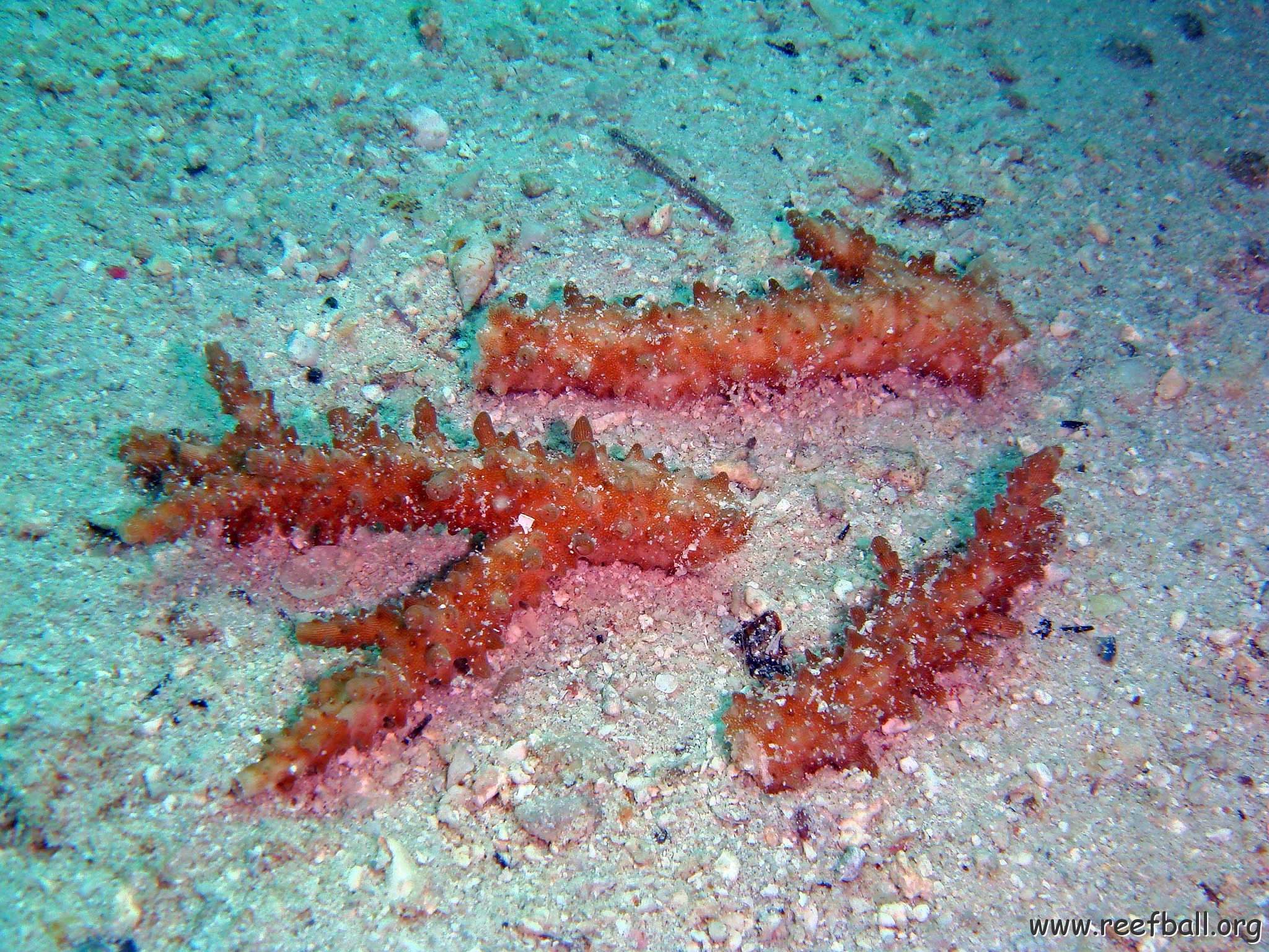 Fragments of Acropora