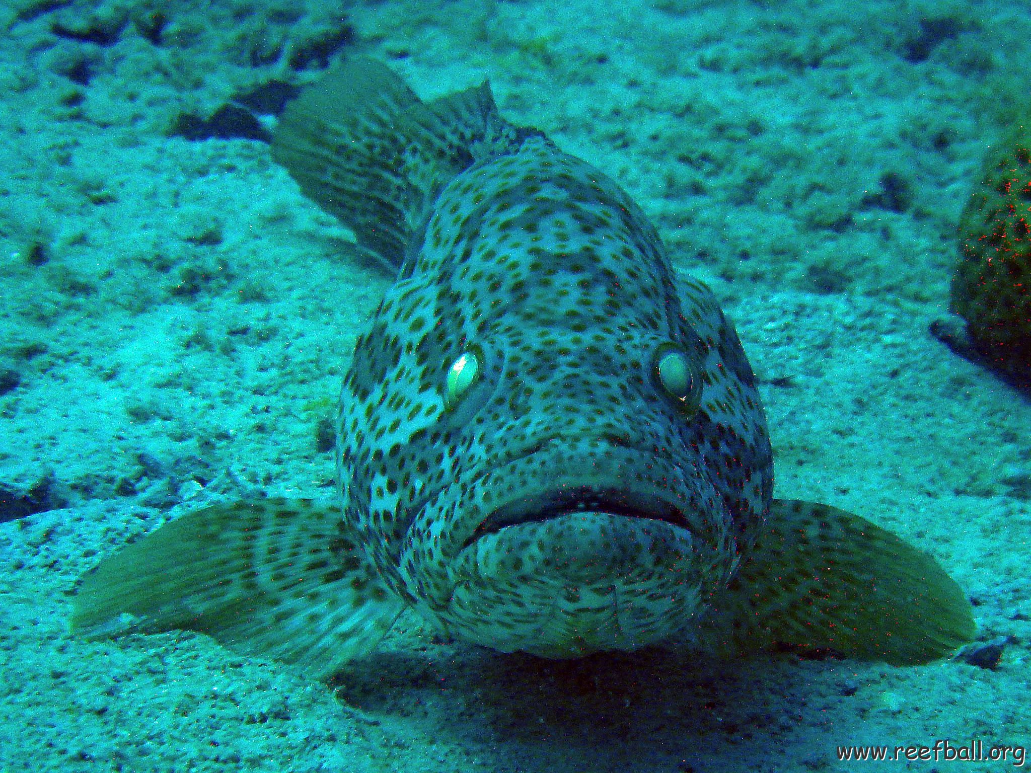 Giant Grouper