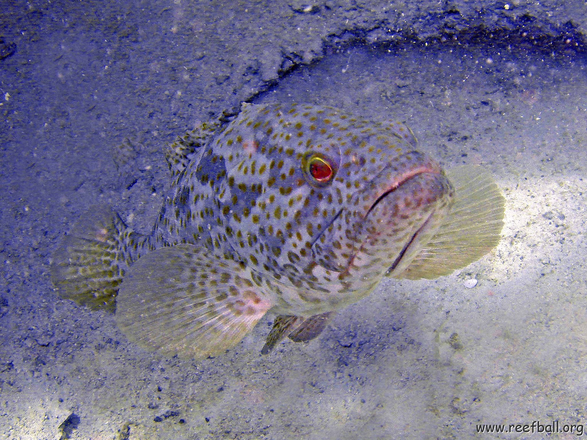 Grouper 2