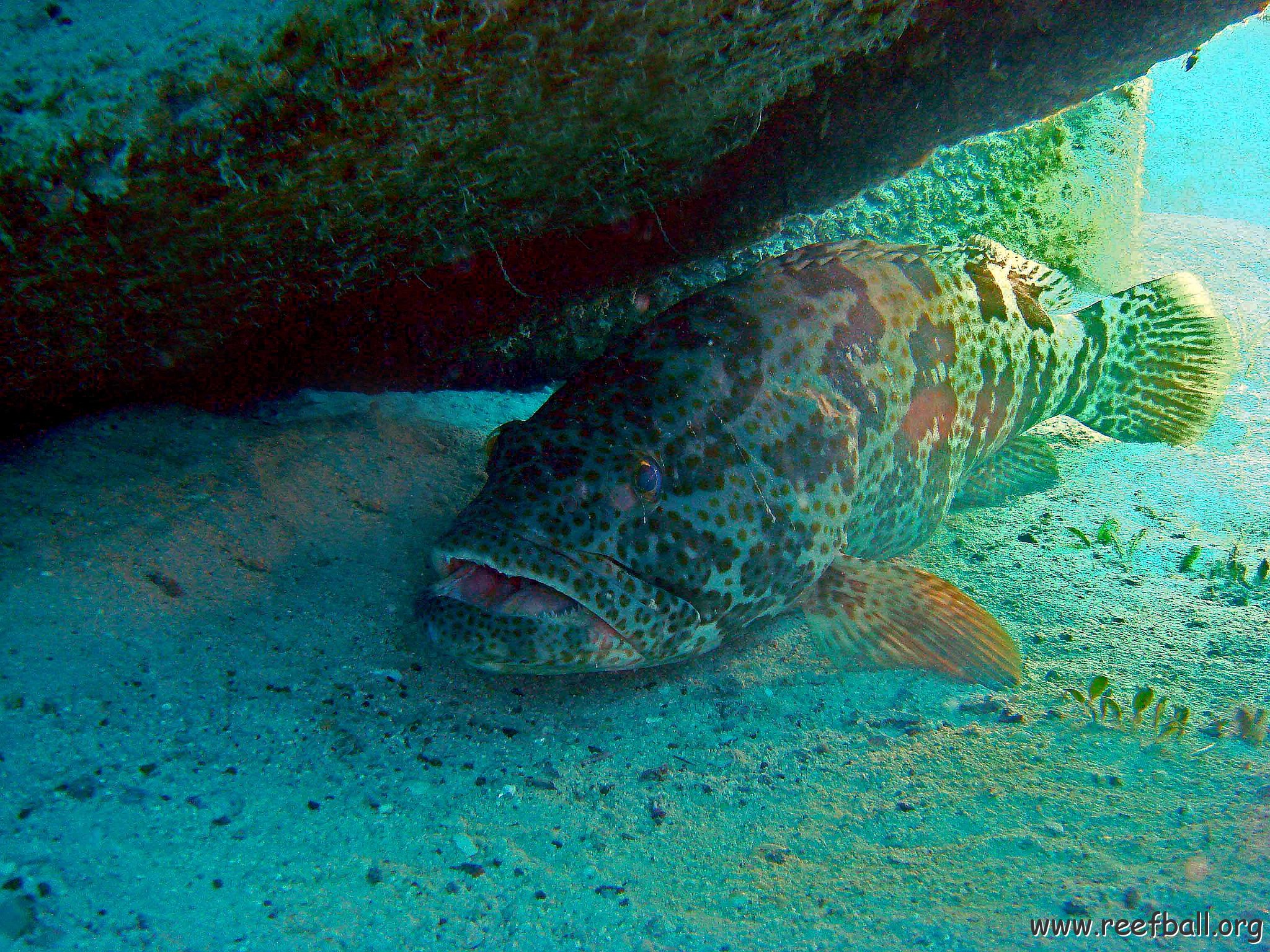 Grouper under an Ultra Ball