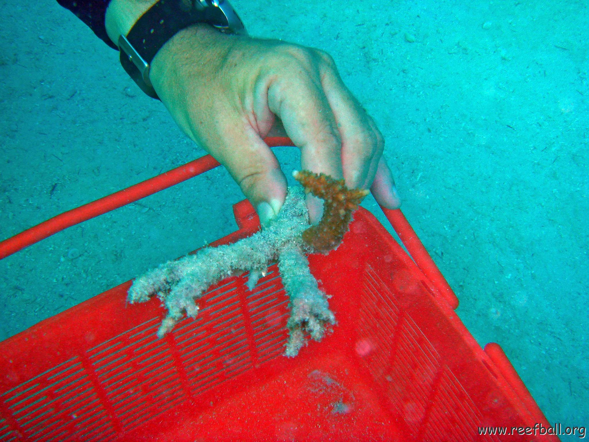 Imperiled Coral put into the Basked