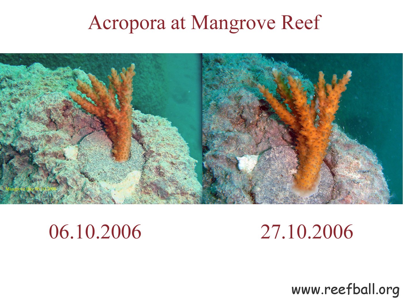 Mangrove Reef 27.10.2006 2