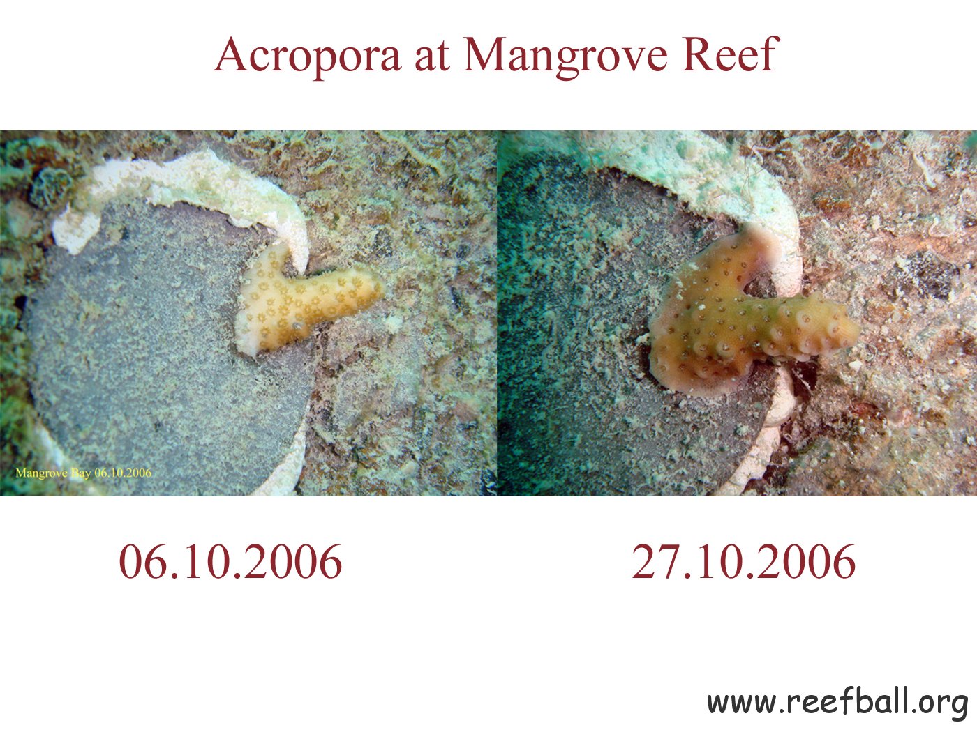 Mangrove Reef 27.10.2006 3